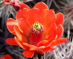 Claret Cup Cactus
