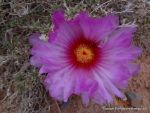 Eagle Claw Cactus