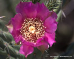 Tree Cholla
