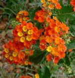 Texas Lantana