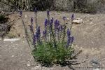 Big Bend Bluebonnets, Big Bend Lupine