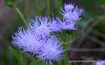 Blue Mistflower