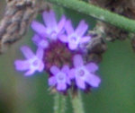 Brazilian Vervain