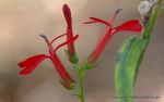 Cardinal Flower