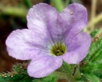 Carolina Wild Petunia