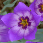 Catchfly Prairie Gentian