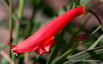Cedar Sage