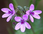 Common Stork's-bill