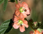 Copper Globemallow