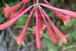 Coral Honeysuckle | Trumpet Honeysuckle