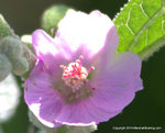 Desert Globemallow