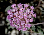 Desert Sand Verbena