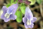 Drummond's Skullcap