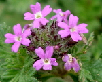 Dwarf Verbena