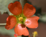 Gray Globemallow