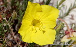 Hartweg's Evening Primrose