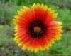 Indian Blanket/ Firewheel