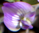 Lindheimer's Milkvetch