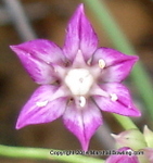 Meadow Garlic