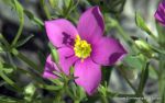 Mountain Pink | Texas Star | Pink Prairie Gentian | Marsh Pink