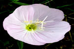 Pink Evening Primrose | Showy Primrose | Amapola del Campo