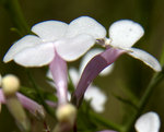 Pink Plains Penstemon