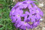 Prairie Verbena | Dakota Verbena