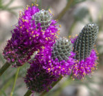 Purple Prairie Clover