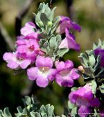 Purple Sage