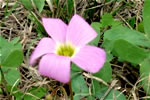 Purple Wood Sorrel