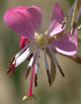 Scarlet Gaura