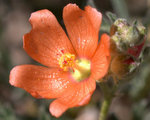 Copper Globemallow
