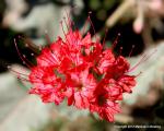Scarlet Muskflower