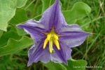 Silverleaf Nightshade