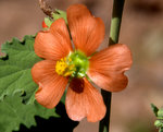 Small-leaf Globemallow