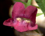 Snapdragon Vine