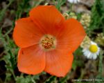 Spear Globemallow