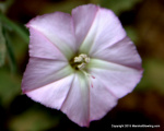 Texas Bindweed