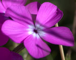 Threadleaf Phlox