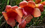 Trumpet Creeper