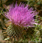 Wavyleaf Thistle