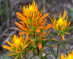 Wholeleaf Indian Paintbrush