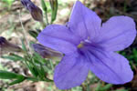 Wild Petunia / Low Ruellia