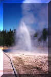 Aurum Geyser - Yellowstone National Park