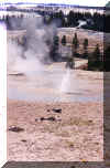 Geyser - Yellowstone National Park