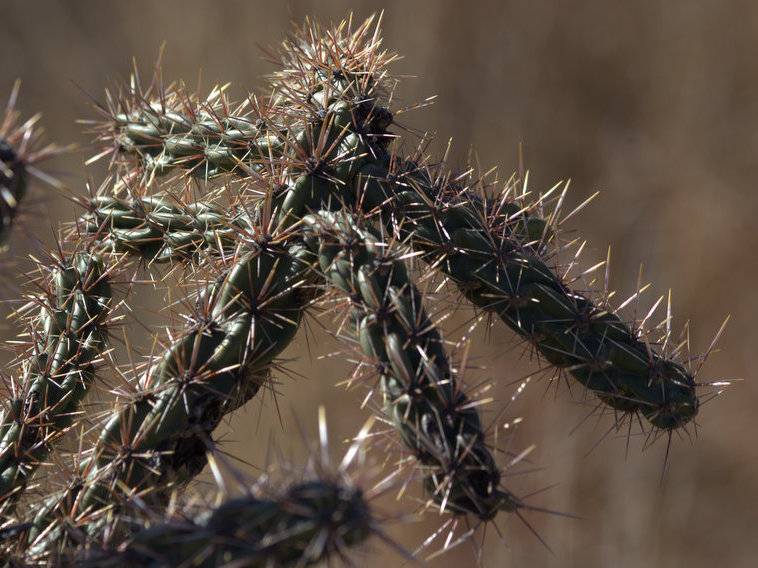 Thistle Cholla