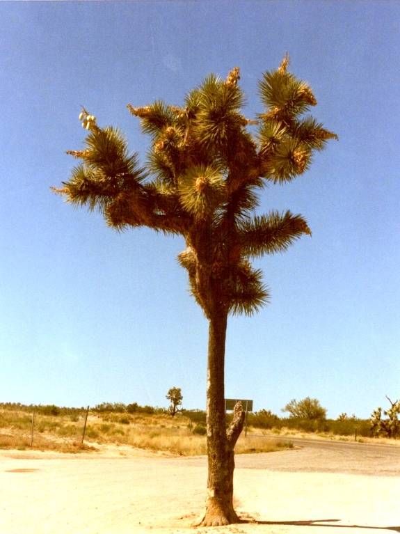 Joshua Tree