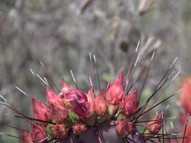 Purple Prickly Pear