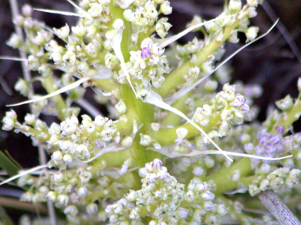 Chaparral Bear Grass 