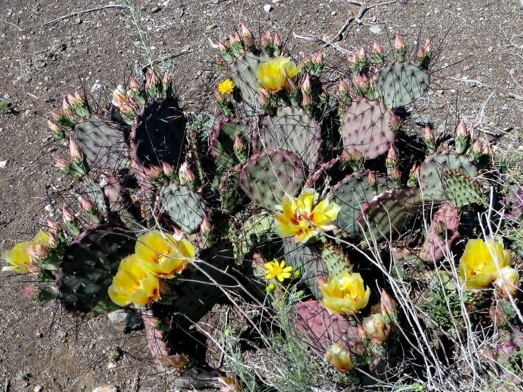 Black Spine Prickly Pear